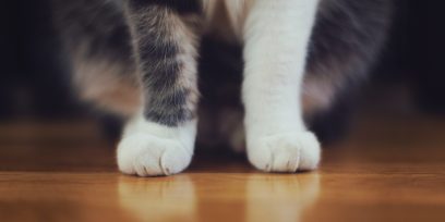Which Kind of Flooring is Best for Pet Owners