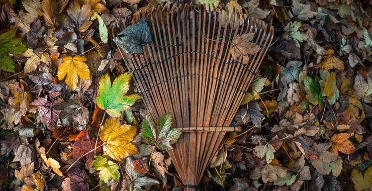 Garden rake clearing leaves