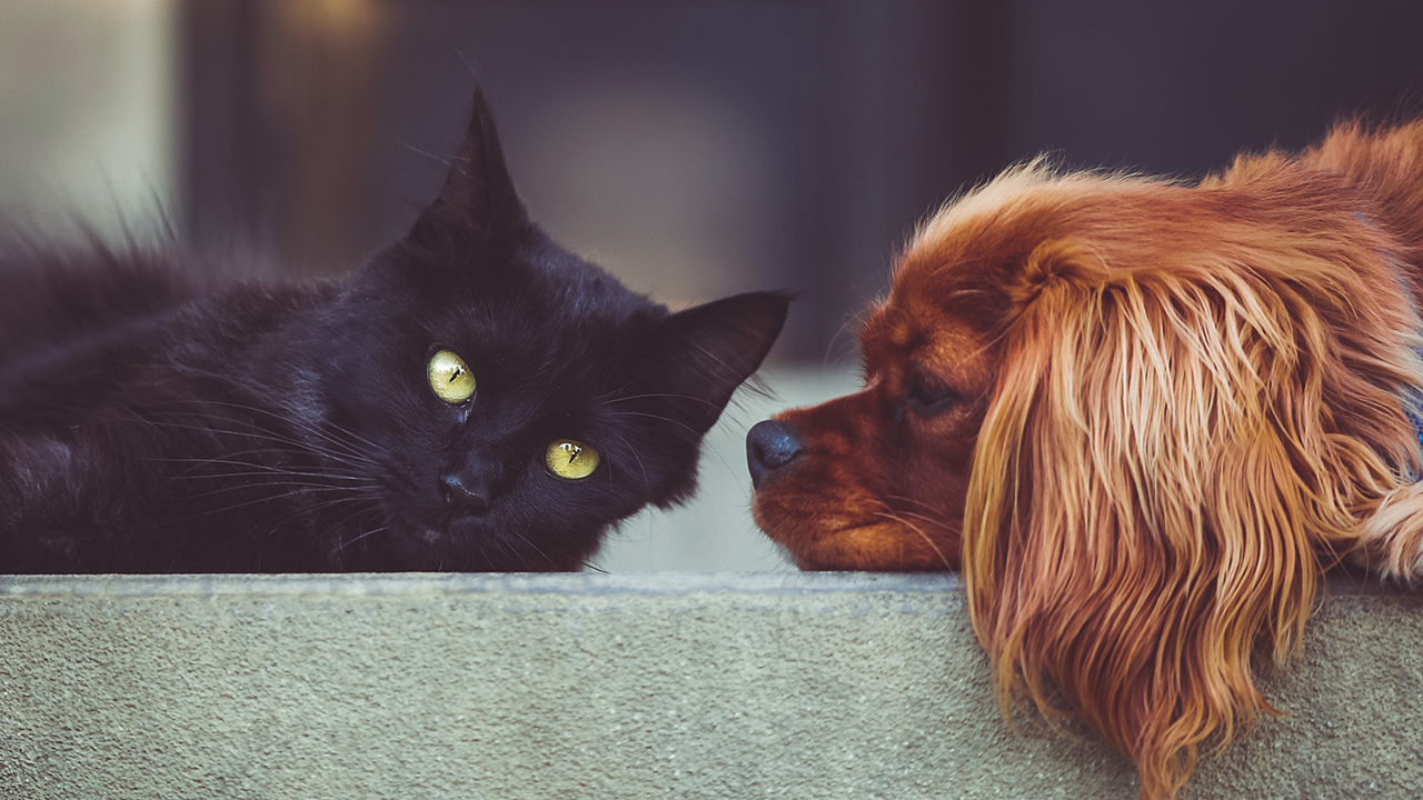 6 Tips for a Cat and Dog Friendly Home