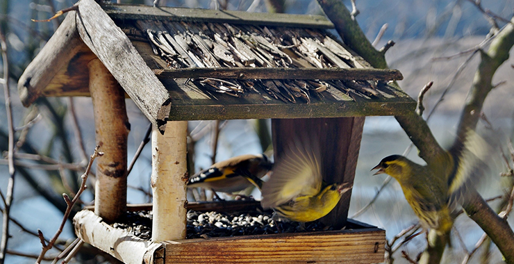 Birds on bird table
