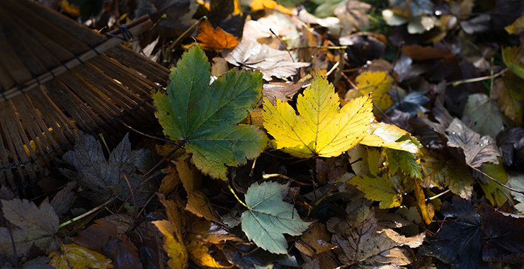 Leaves