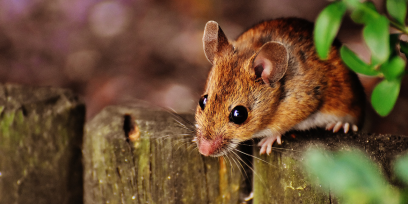 5 Ways to Keep Mice and Rats Away