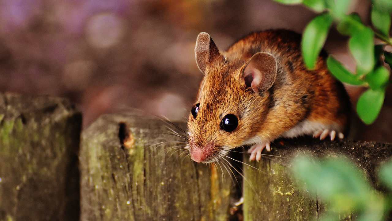 5 Ways to Keep Mice and Rats Away